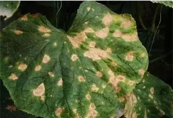 学会这一招,靶斑病不用愁,黄瓜“小黄点”轻松就搞定