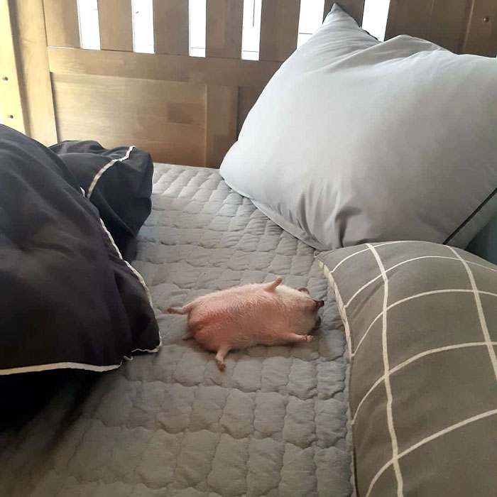 刺猬很可爱但很扎手,刺猬很可爱