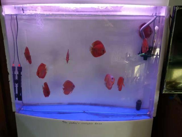 鱼缸杀菌灯会杀掉硝化细菌吗,鱼缸杀菌灯对硝化细菌有影响么