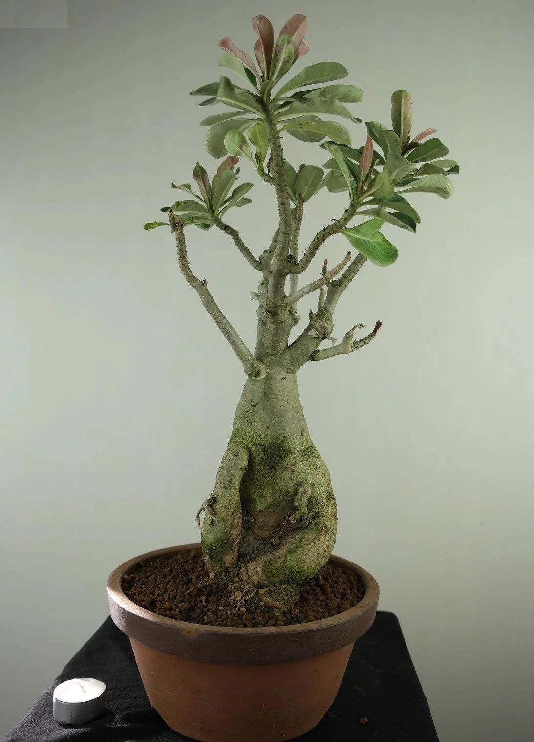 刚买的带盆多肉怎么处理,原盆原土的多肉回来怎么上盆