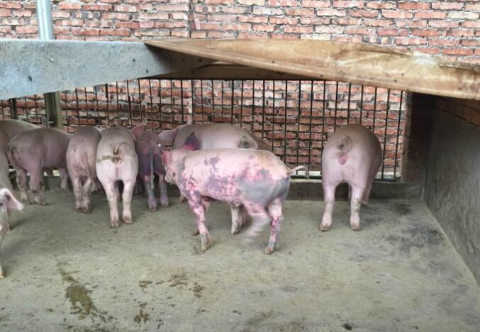 猪副嗜血杆菌病的症状和治疗方案,附红体和副猪嗜血杆菌怎么治疗