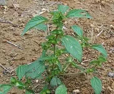 玉米苗前封闭除草剂哪种最好,麦茬玉米打封闭药管用吗