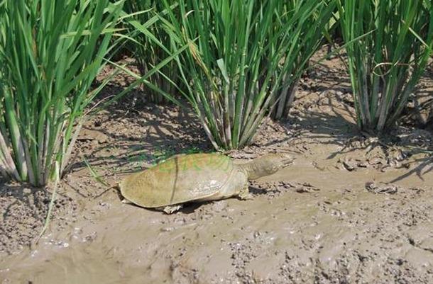 一百亩稻田养甲鱼需要投资多少钱,稻田养殖甲鱼需要投资多少钱