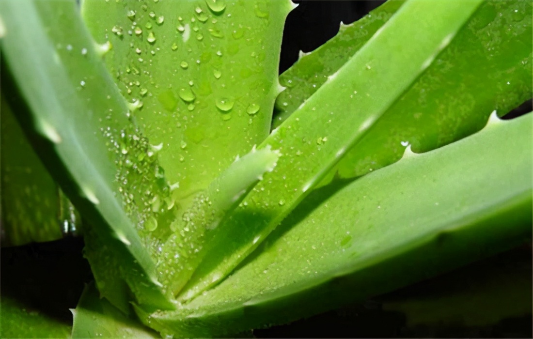 芦荟面膜真的可以淡化黑印,芦荟面膜的作用和功效