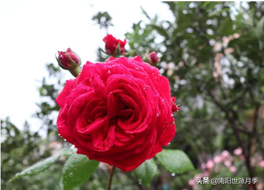 送你100朵玫瑰花,玫瑰花送谁都浪漫唯独送你不一样