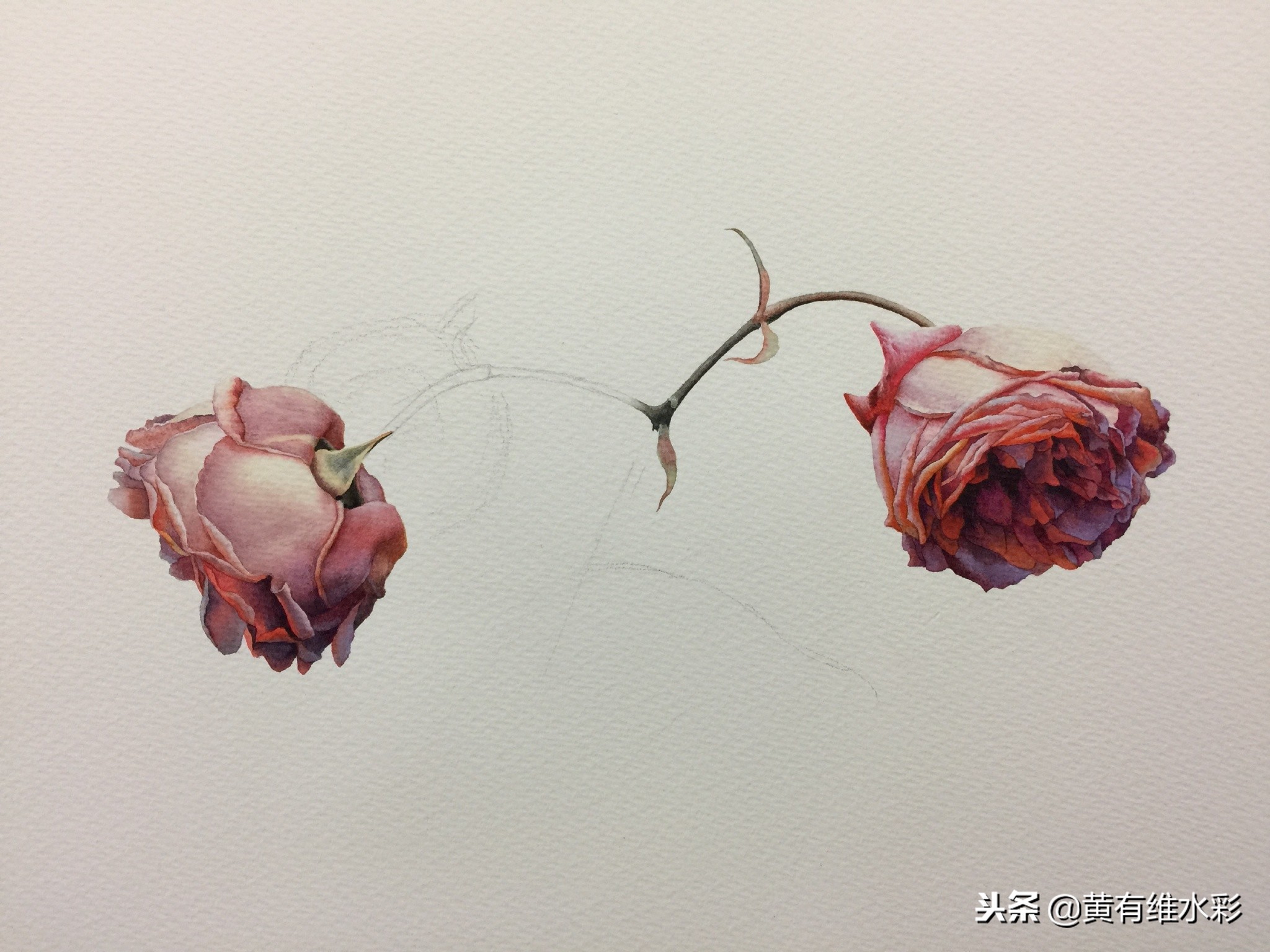 水彩绘画教程简单玫瑰,水彩步骤图花卉