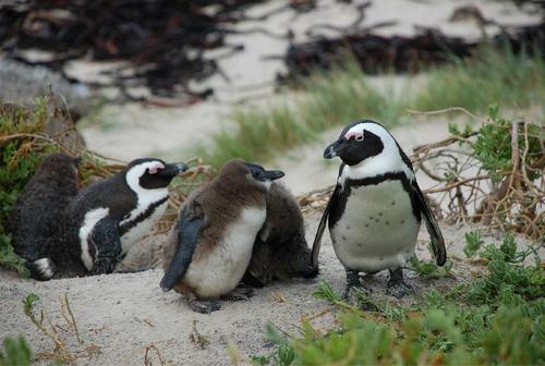 奇特现象:150万只企鹅离开南极,不远万里,就是为了在非洲生活