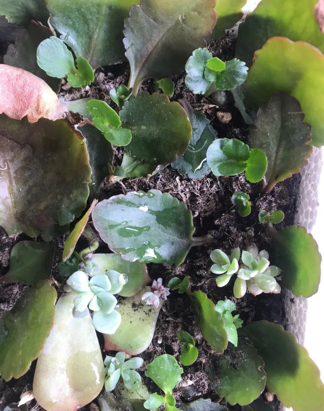 扦插花的养殖方法和技巧,养花扦插有妙招多肉