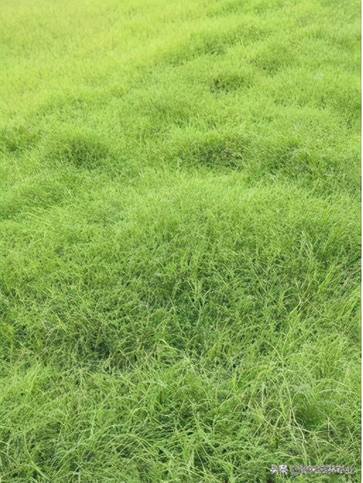 果岭草草坪介绍,果岭草的由来