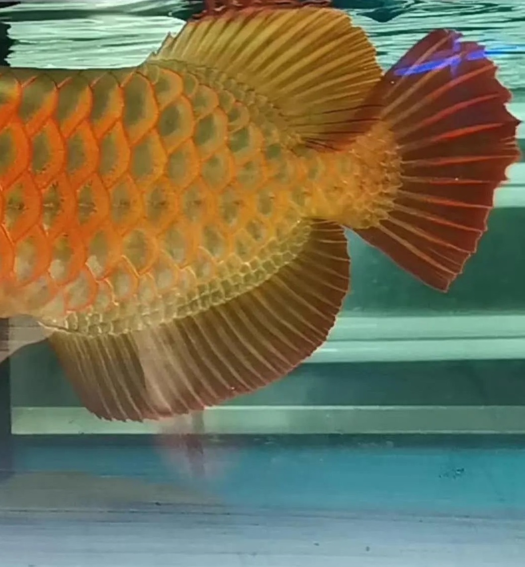 龙鱼断尾沉头的解决方法,龙鱼缩鳍掉尾