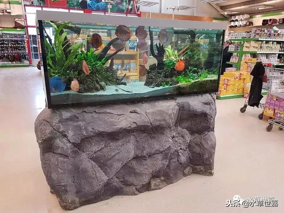 七彩神仙鱼水族箱布景,七彩神仙鱼苗繁殖技术