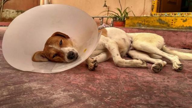 小狗球菌感染是什么原因引起的,小狗患真菌感染