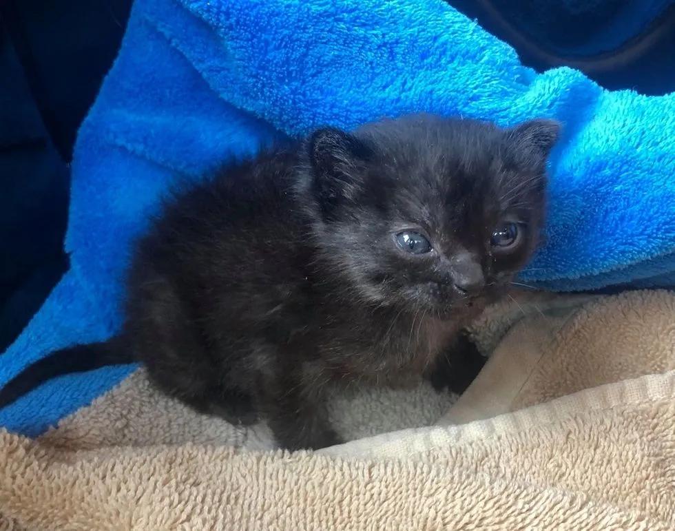 流浪猫遇到被遗弃的玩具熊,宠物猫被遗弃有野外生存能力吗