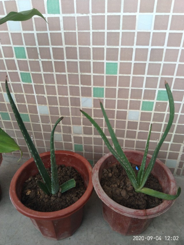 芦荟怎么养才能养得更好,芦荟在阴坡养还是在阳坡养好