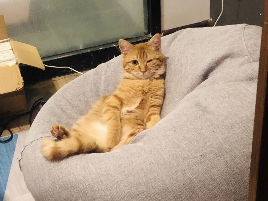 跟着我们猫狗大联盟，你会有喵的！黄阿姨猫咪领养专场