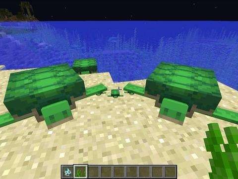 我的世界小海龟大小,我的世界小海龟放在沙里会不见吗