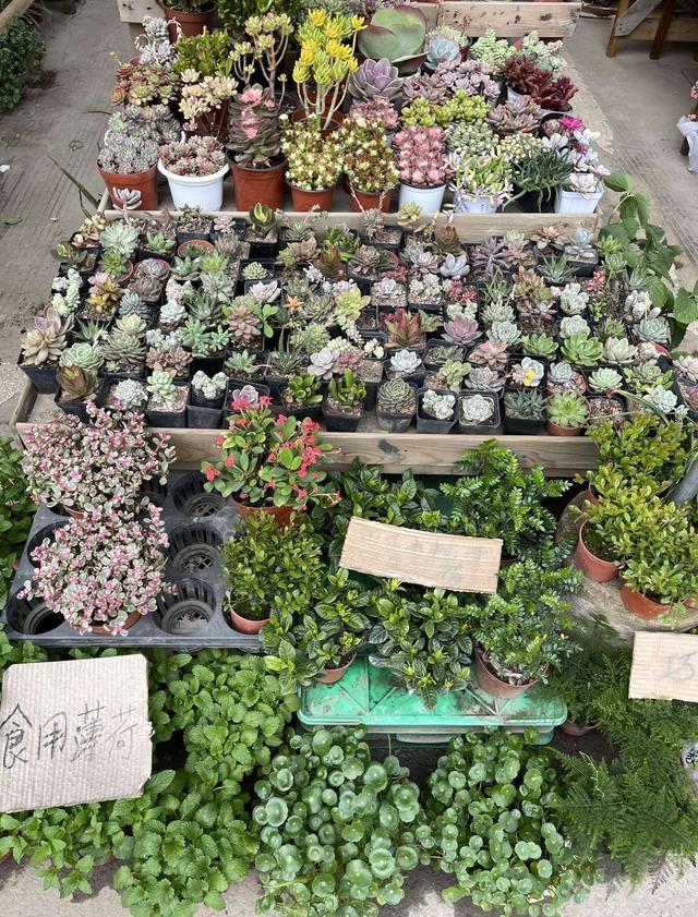 成都最值得逛的花卉市场,成都可以逛的花市