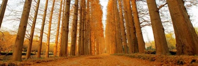 如皋长江镇第一强镇,被低估的王者