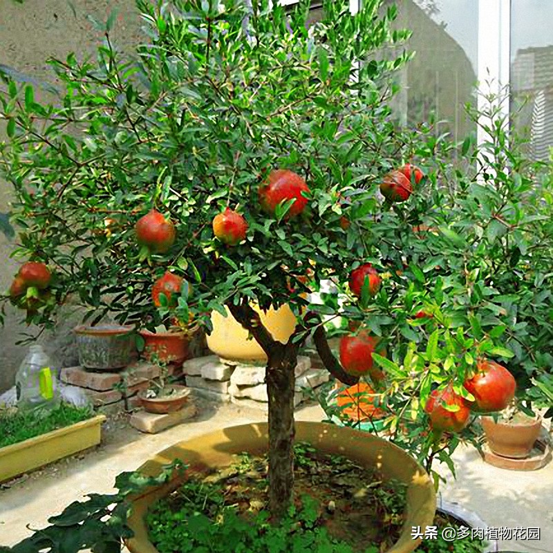 盆栽石榴怎样保花保果,盆栽石榴结果期如何管理