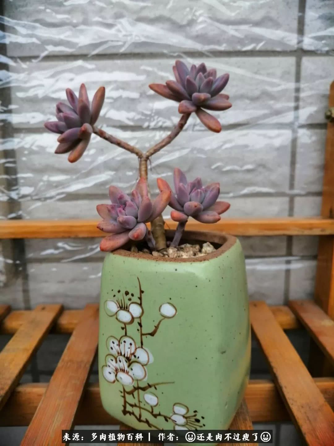 日照弘一法师,日照法师请师父