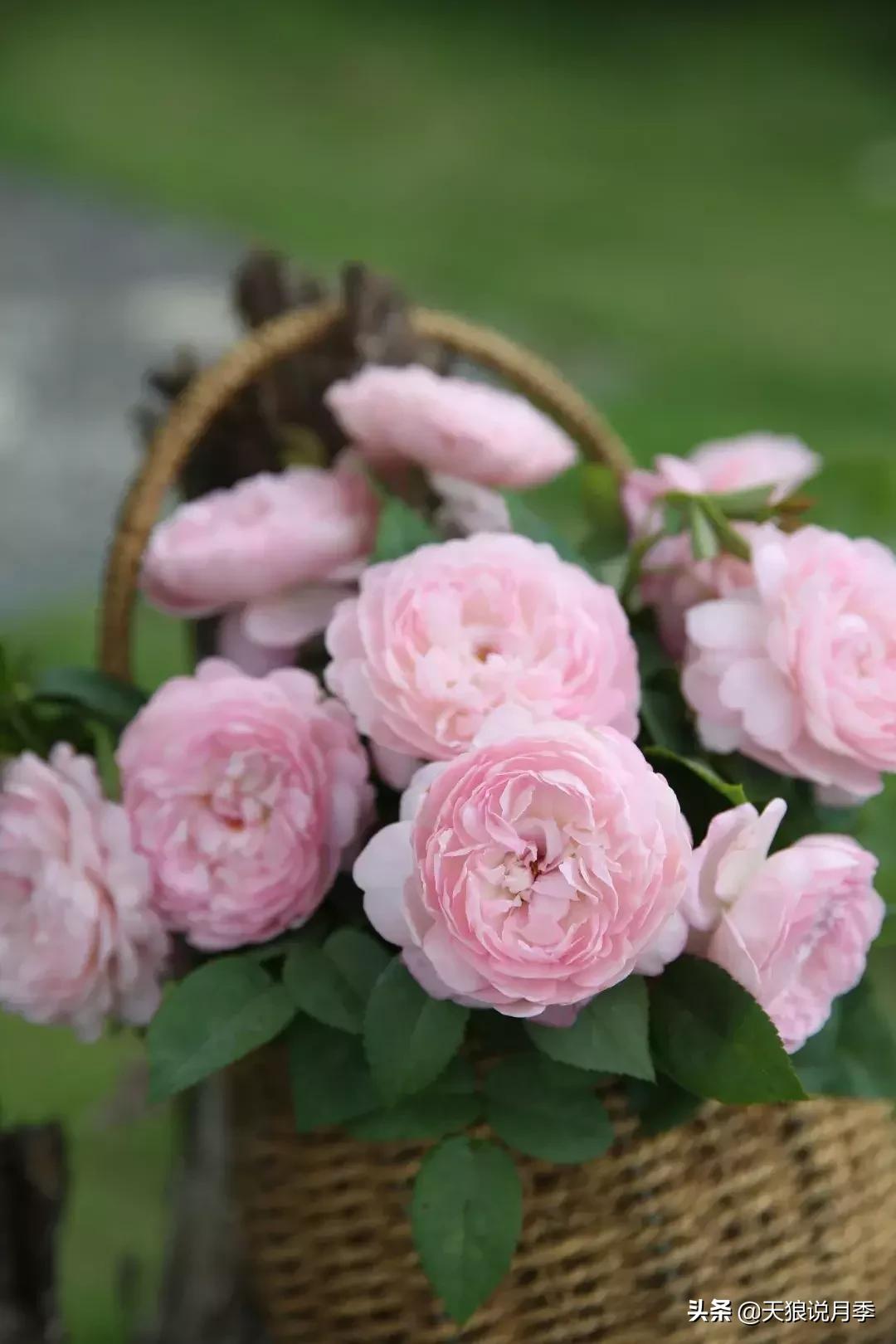 天狼月季新品月季幻紫耐热又梦幻,天狼推荐黄色月季