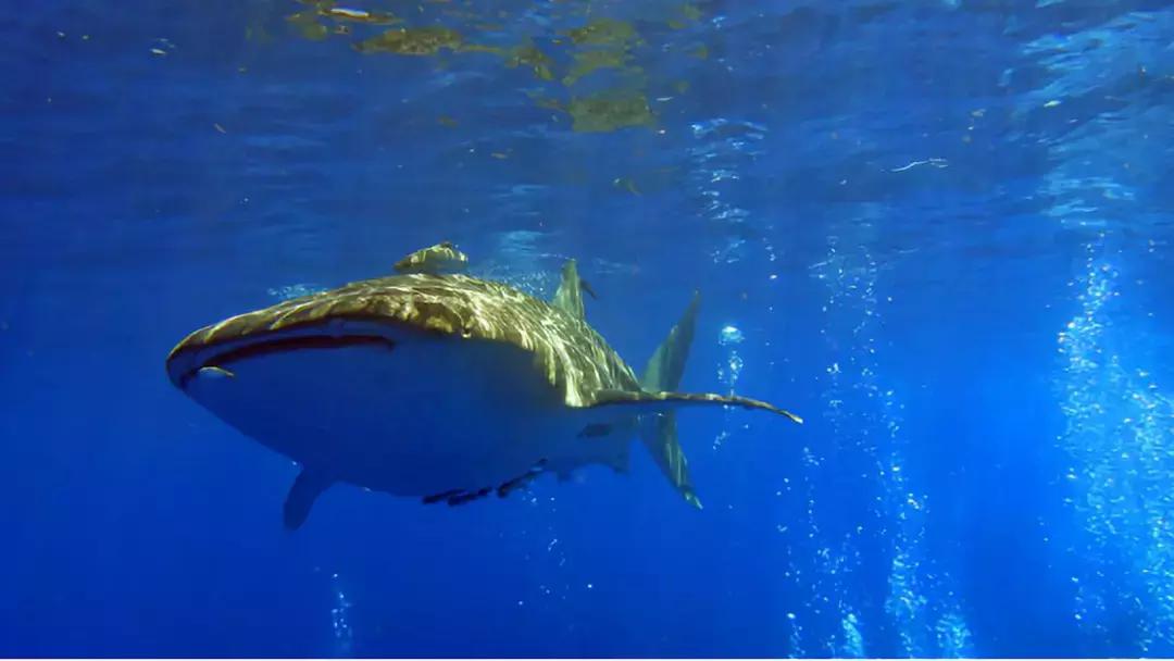 涛岛潜水好吗,去涛岛潜水