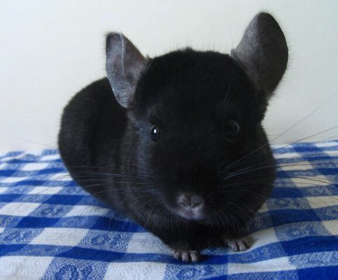 为什么龙猫是人气最高的宠物,为什么龙猫招人喜欢