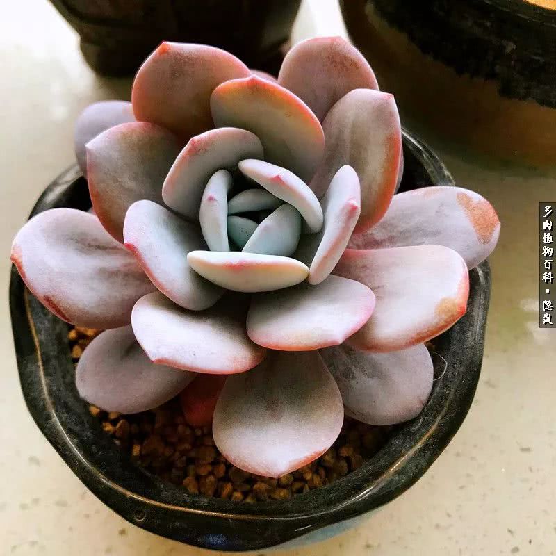 顺风不浪逆风不怂文字图片,顺风不飘逆风不怂绝境不慌