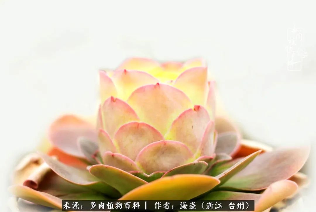 独爱玫瑰与法师！解密金老板和他的屋顶御花园