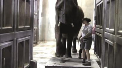 熊猫称完体重后自闭,当熊猫称完体重自闭