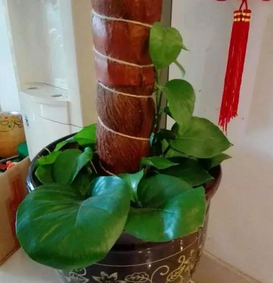 绿萝怎么造型更好看,大绿萝怎么做造型好看