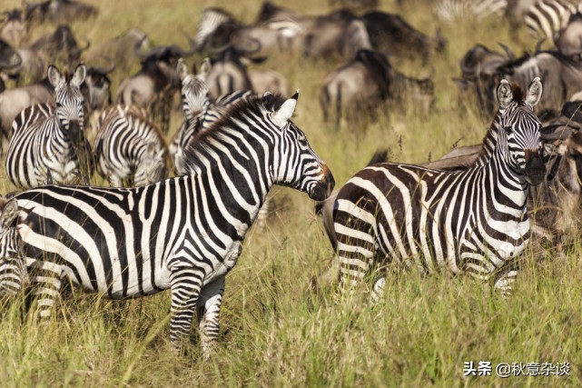玻利维亚乌尤尼盐沼攻略,玻利维亚的乌尤尼盐沼实景