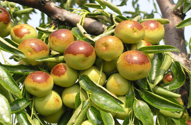 枣裂果及防治方法,红枣幼果期裂果怎么办