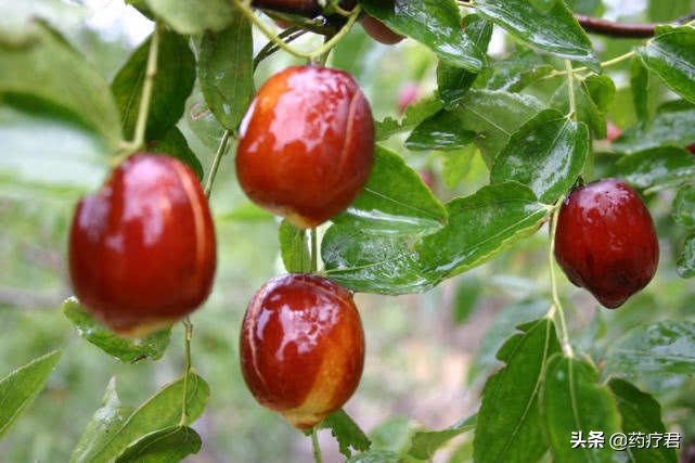 吃枣要牢记大忌,坚持每天吃红枣的好处和坏处