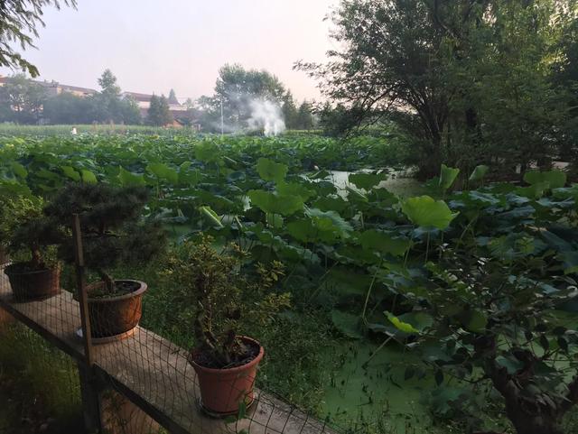 心中的骆驼,心中的骆驼歌词