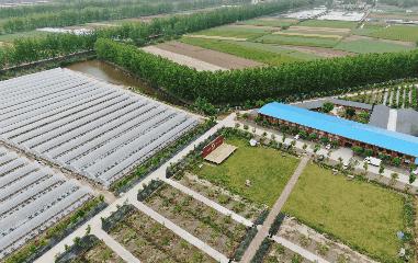 一年一度的黄桃季又来啦,黄桃丰收的季节到了