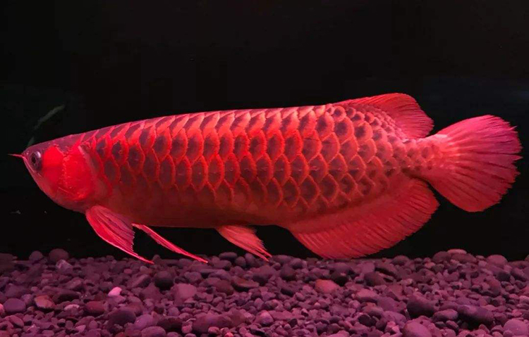 检测水质是智商税吗,龙鱼水质检测标准是多少