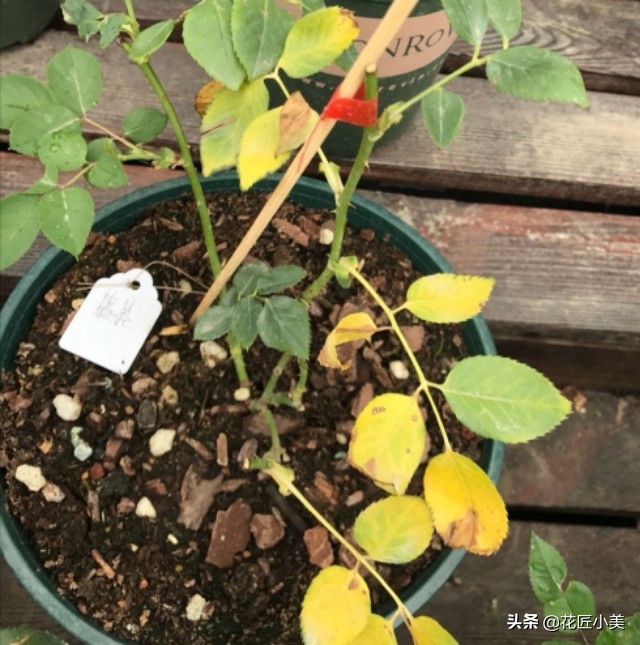 花卉换盆后僵苗会自己恢复吗,盆栽换盆僵苗弱苗如何快速恢复