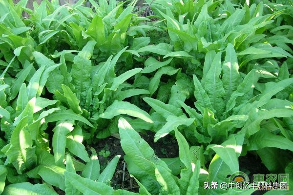 莴笋常见病害及管理,莴笋常见病虫害及防治方法有哪些