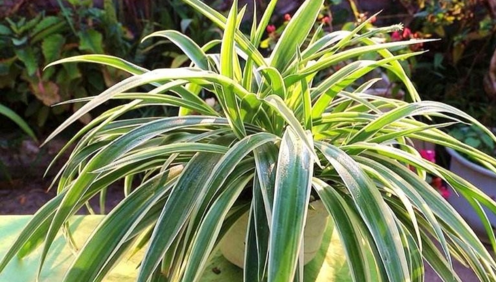 室内养净化空气效果最好的植物,适合室内摆放好养的植物