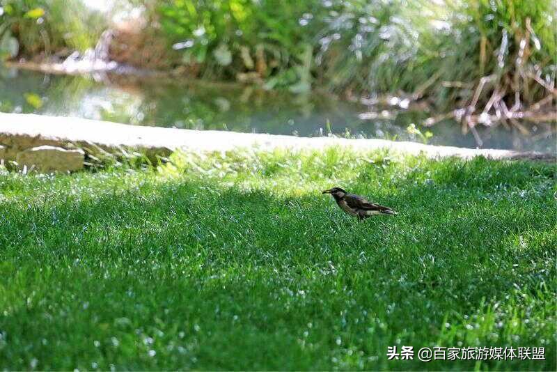 布达拉宫和罗布林卡的区别,罗布林卡和大昭寺