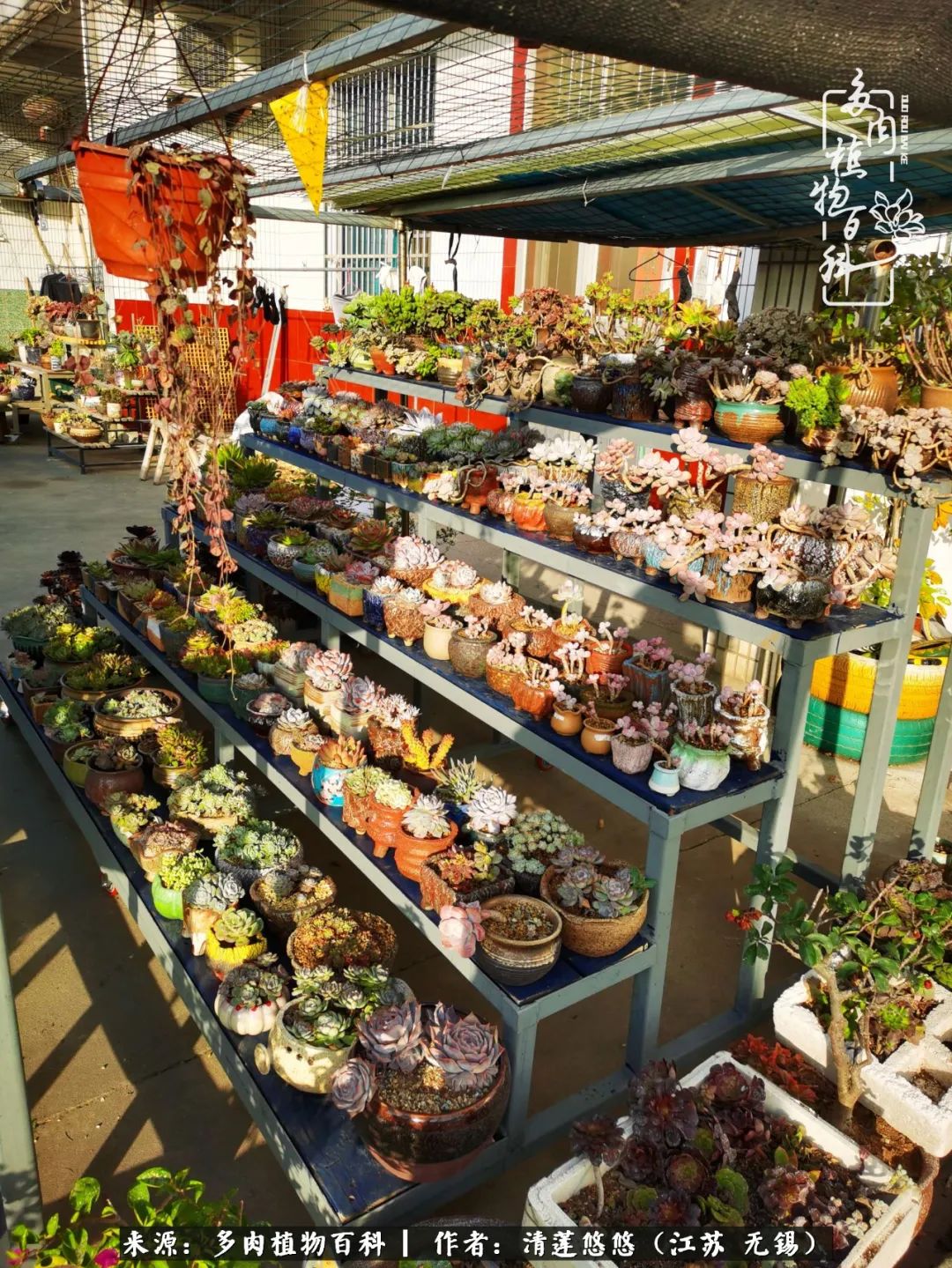 可爱多肉的露脸照,多肉大合照视频