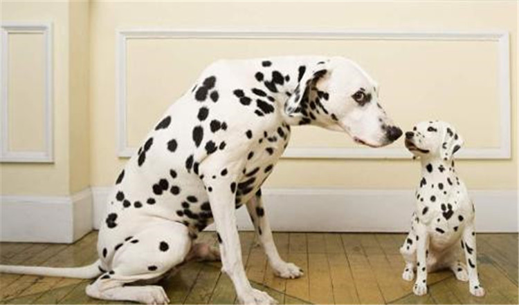 狗妈妈生孩子了该怎么办,狗妈妈生不出来怎么办