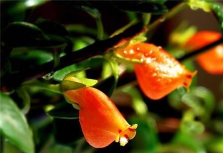 养吊兰的所有问题,吊兰为什么养一段就不茂盛了