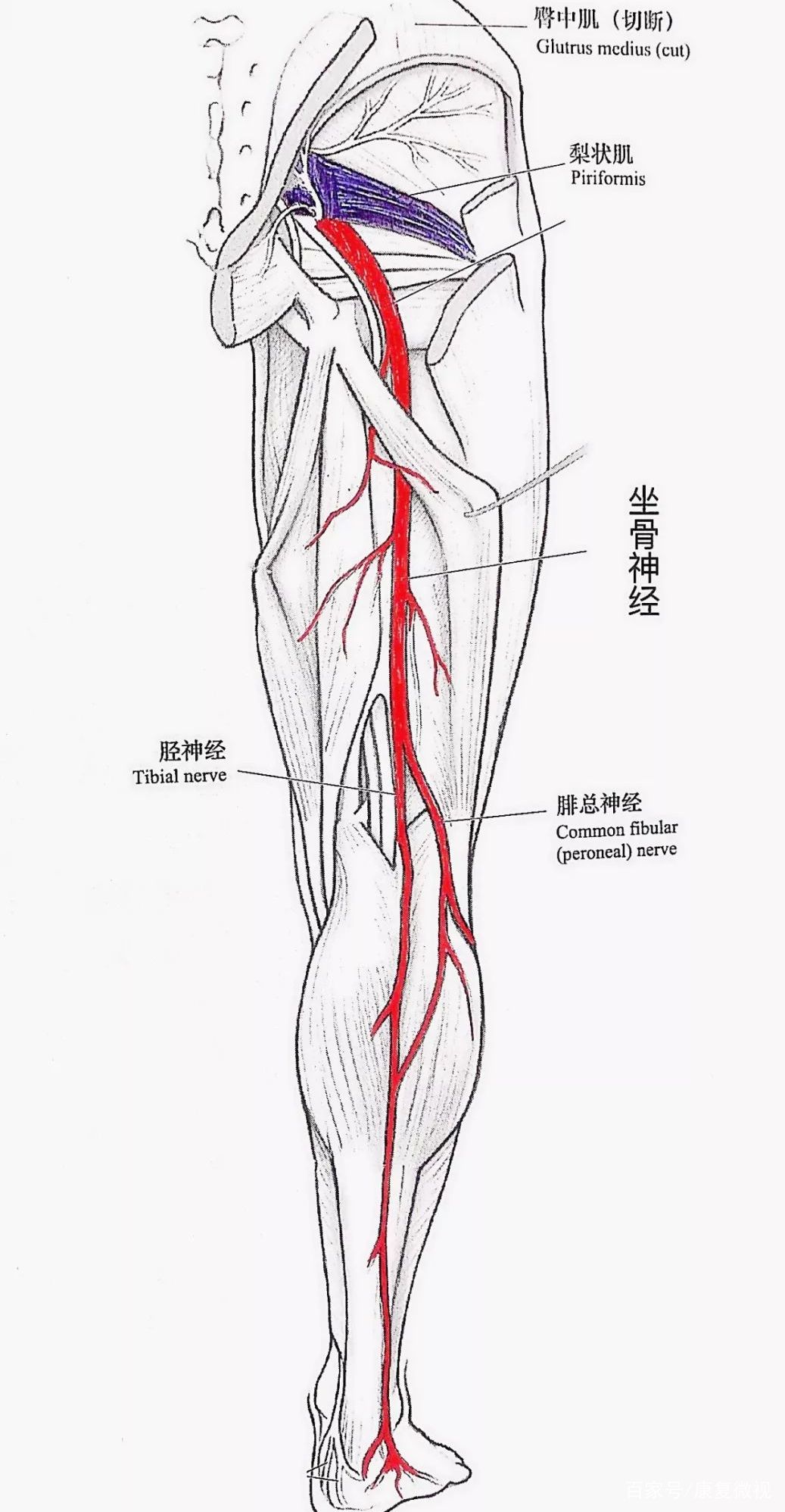 腰腿痛的问诊方法,腰腿疼诊断