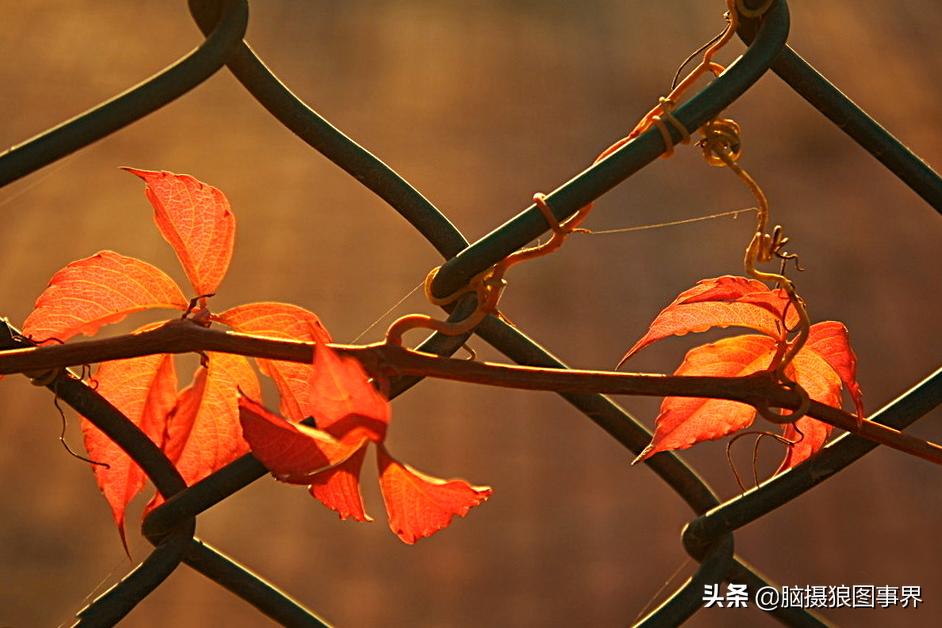 秋叶拍照构图,如何拍摄秋叶照片