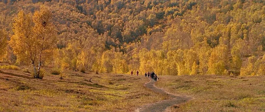 坝上秋色之金色草原,坝上金色草原风景