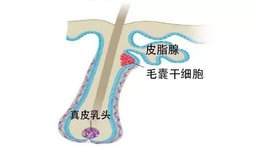 秃顶这件事就过不去了?两项新研究为治疗脱发带来新希望