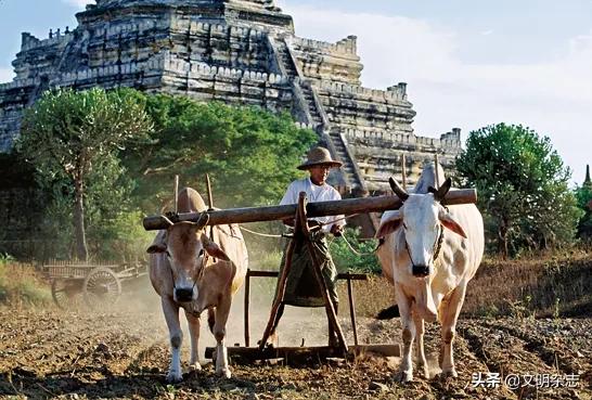 日积月累十二生肖解读,十二生肖四季常青的生肖