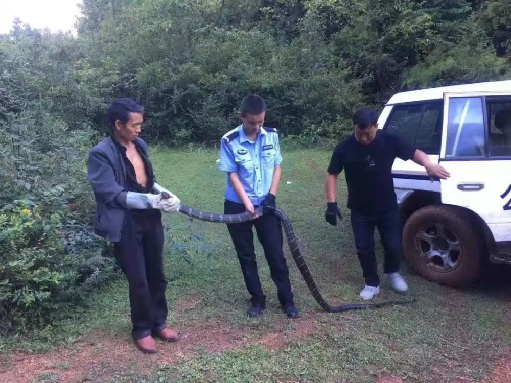 湖南一男子上厕所遇剧毒眼镜蛇,一男子在枕头下发现五步蛇